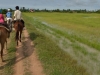 Beautiful Cambodia countryside