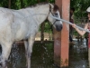 Audrey washes the horse