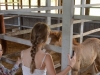 Visiting the filly in the stable